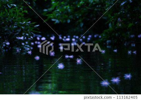 沖繩縣西表島,河裡漂浮著許多 Sagaribana 沖繩縣西表島,河裡漂浮著許多 Sagaribana 113162405