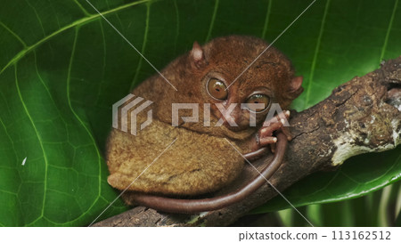 Tarsier monkey on tree in Philippines 113162512