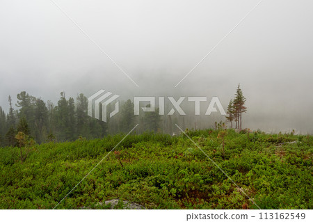 Atmospheric landscape with coniferous trees in low clouds Atmospheric landscape with coniferous trees in low clouds 113162549