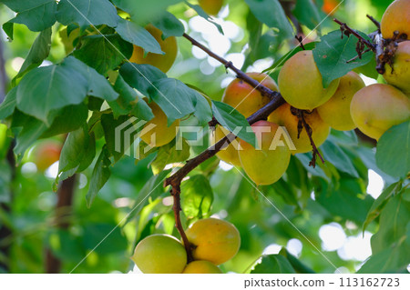 branch with ripe juicy apricots on tree. bunch of ripe apricots on a branch download branch with ripe juicy apricots on tree. bunch of ripe apricots on a branch download 113162723