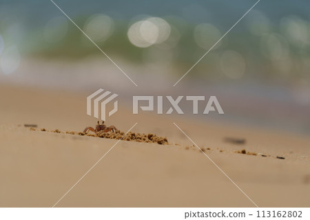 螃蟹在沙灘上玩沙子 113162802