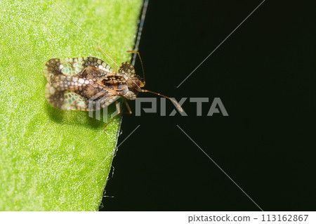 地面甲蟲的一種 113162867