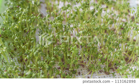 A close up of a bunch of green sprouts A close up of a bunch of green sprouts 113162898