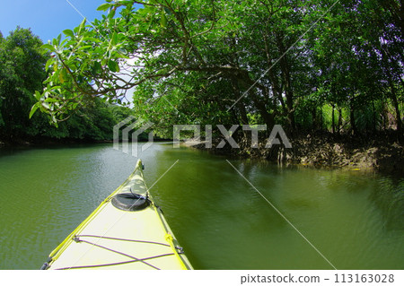 Kayaking through a river covered with mangroves on Iriomote Island, Okinawa Prefecture 113163028