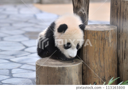 Beach where you can climb on the playground equipment and play 113163800