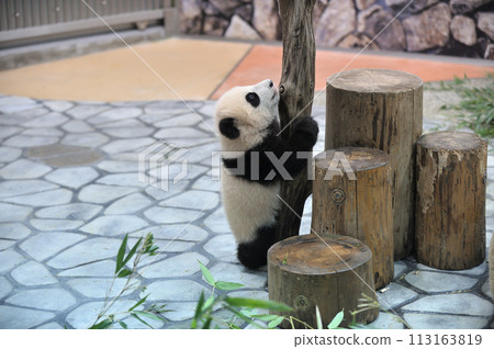 Yohama 試圖爬樹 113163819