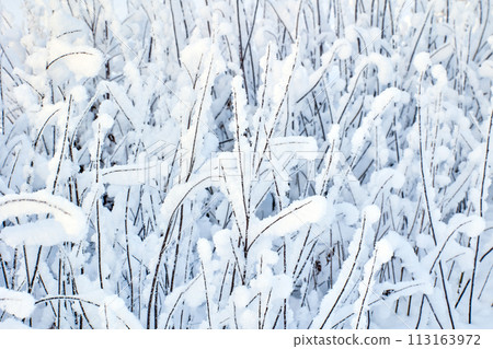 Sticky snow stuck to vertical and horizontal branches of bush. 113163972