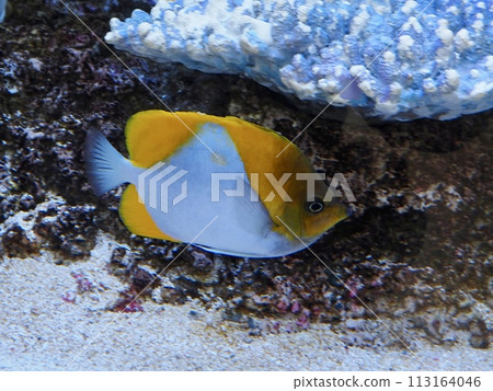 Kasumi蝴蝶 Kasumi蝴蝶 113164046