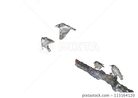 柔和風格“4 椋鳥”插圖圖像 柔和風格“4 椋鳥”插圖圖像 113164120