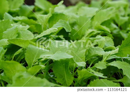 Radishes are grown at spring 113164121