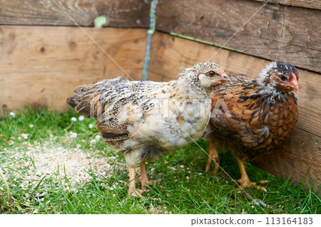 Eco chicken farm 113164183