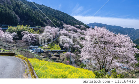 葫蘆櫻花公園景觀 葫蘆櫻花公園景觀 113164410