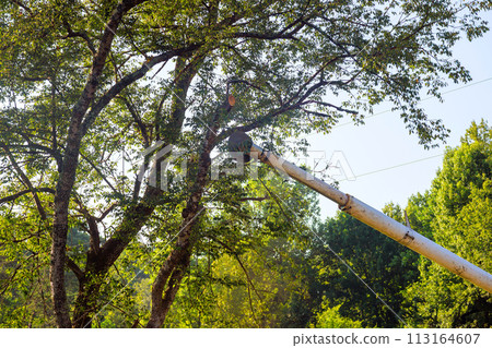 Lumberjack cutting branches on tree use telescopic trimming blade saw. Lumberjack cutting branches on tree use telescopic trimming blade saw. 113164607