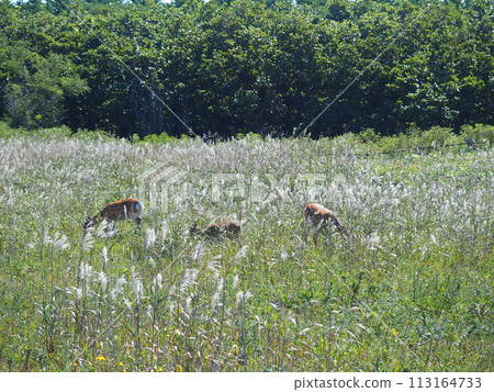 Ezo deer Ezo deer grassland 113164733