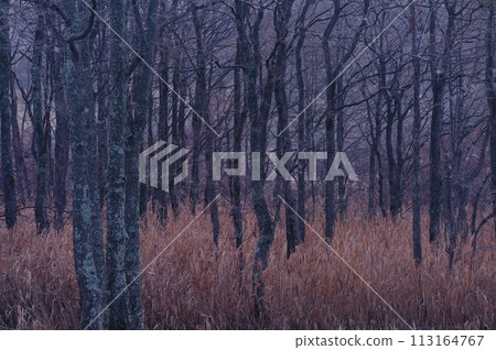 Winter forest 113164767
