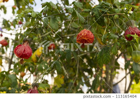 Callianthe Darwinii Or Abutilon Pictum, Painted Indian Mallow Flower. Close Up Evergreen Shrub Of Malvaceae Family. Horizontal Plane Tropical Plant.  113165404