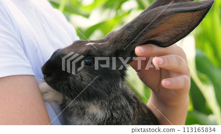 Teenager boy hands stroking black rabbit long ears at sunny summer lush greenery grass closeup. Portrait of cute bunny hare farm mammal animal fluffy adorable rodent at male teen hugging arms outdoor Teenager boy hands stroking black rabbit long ears at sunny summer lush greenery grass closeup. Portrait of cute bunny hare farm mammal animal fluffy adorable rodent at male teen hugging arms outdoor 113165834