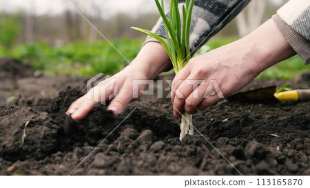 farmer digs ground with shovel, shovel, hands planting green sprout ground, agriculture, seedling, sprout, open field, farmer planting soil with plant, planting young germs ground, engaged favorite farmer digs ground with shovel, shovel, hands planting green sprout ground, agriculture, seedling, sprout, open field, farmer planting soil with plant, planting young germs ground, engaged favorite 113165870