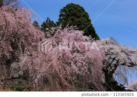 Dead brown cherry tree 113165928
