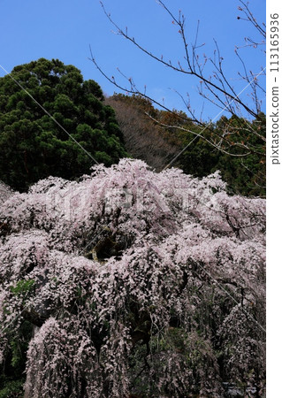 Dead brown cherry tree Dead brown cherry tree 113165936