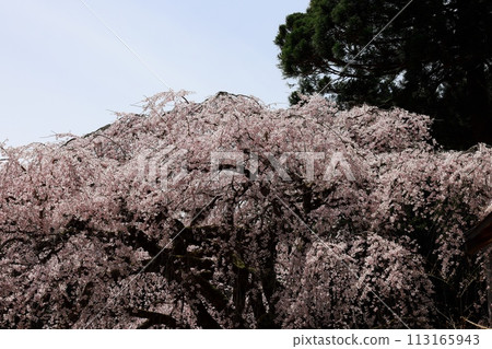 Dead brown cherry tree 113165943
