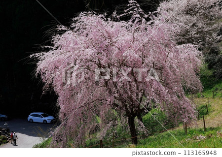 Dead brown cherry tree 113165948