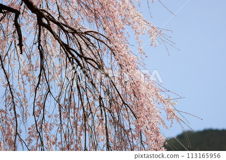 死棕色櫻桃樹 113165956
