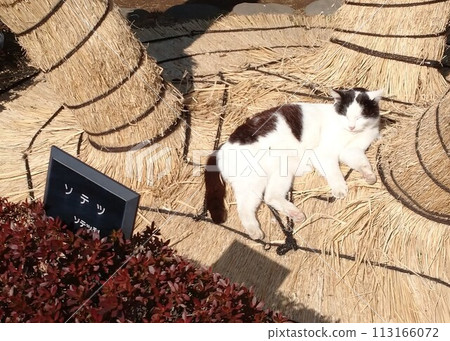 蘇鐵在稻草上打盹 蘇鐵在稻草上打盹 113166072