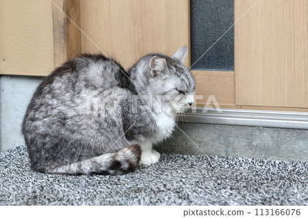 Sitting cat at the entrance 113166076