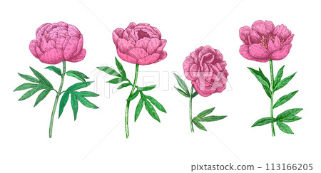 Pink peony illustration in retro style isolated on white background. Vector illustration. Pink peony illustration in retro style isolated on white background. Vector illustration. 113166205