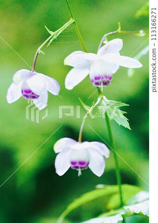 The summer flower Rengeshoma is said to be the fairy of the forest. The summer flower Rengeshoma is said to be the fairy of the forest. 113166271