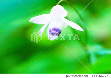 The summer flower Rengeshoma is said to be the fairy of the forest. The summer flower Rengeshoma is said to be the fairy of the forest. 113166273