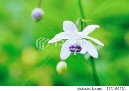 夏天的花Rengeshoma據說是森林的精靈。 夏天的花Rengeshoma據說是森林的精靈。 113166281