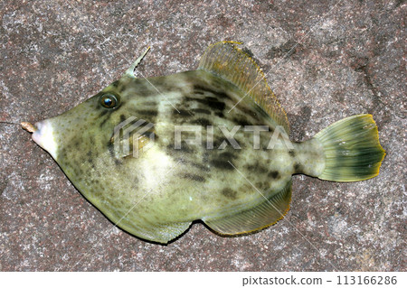 I caught a good-shaped Kawahagi 113166286