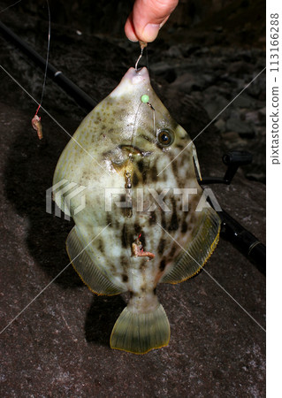 I caught a good-shaped Kawahagi 113166288