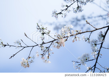 Sakura that shines in the blue sky Sakura that shines in the blue sky 113166423