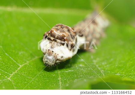 蚱蜢的幼蟲 113166452