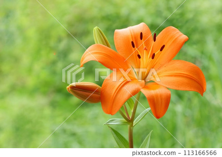 Orange lily, large flower, oriental hybrid, green natural background 113166566