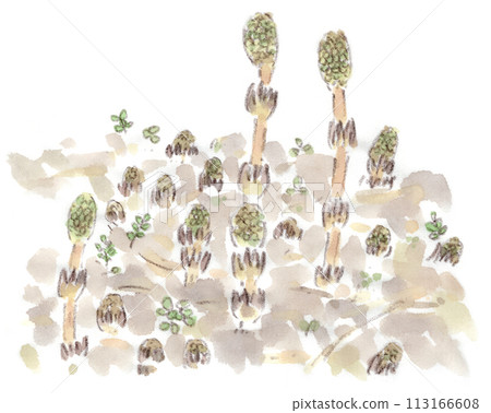 春天的風景，馬尾（日本馬尾）同時生長的水彩插圖 113166608