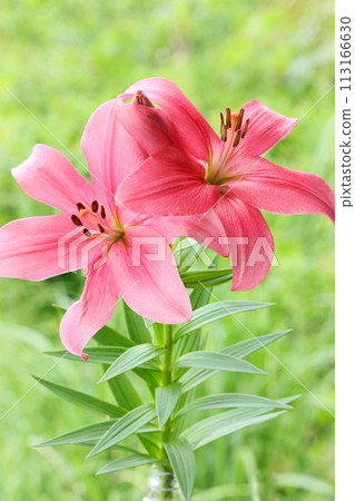 Dark pink lily, large flower, oriental hybrid, green natural background 113166630