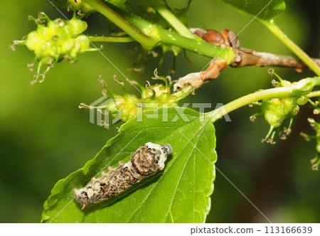 Mulberry larva and magwa fruit Mulberry larva and magwa fruit 113166639