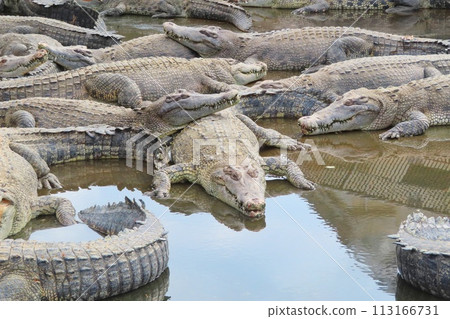 [大分縣]別府地獄之旅 鬼山地獄 113166731