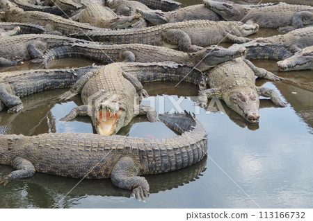 [Oita Prefecture] Beppu hell tour Oniyama hell 113166732