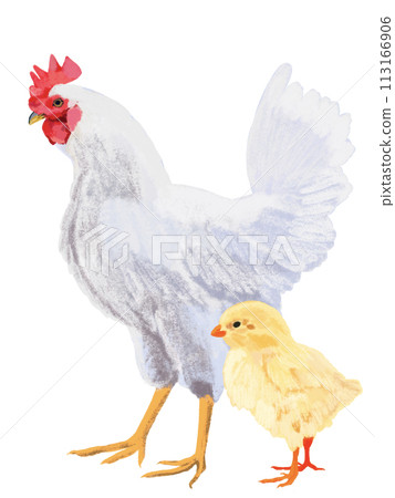 雞和小雞 雞和小雞 113166906