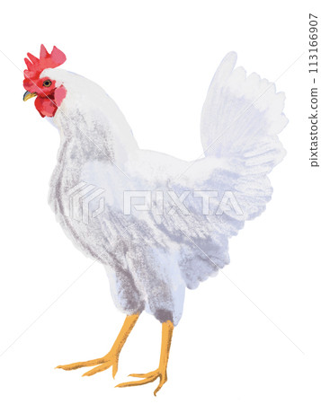 二w（雄雞） 113166907