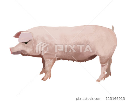 Pig  113166913
