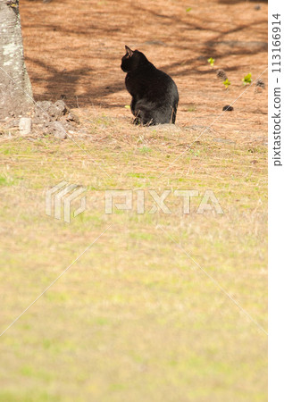 Black cat  113166914