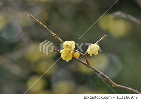 Yellow flowers and buds of the deciduous tree native to China Yellow flowers and buds of the deciduous tree native to China 113166979
