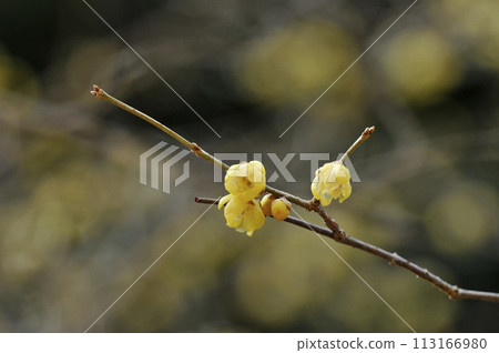 Yellow flowers and buds of the deciduous tree native to China Yellow flowers and buds of the deciduous tree native to China 113166980