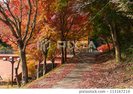 Autumn in Annaka City, Gunma Prefecture, Abt Road with autumn leaves, Lake Usui Autumn in Annaka City, Gunma Prefecture, Abt Road with autumn leaves, Lake Usui 113167219